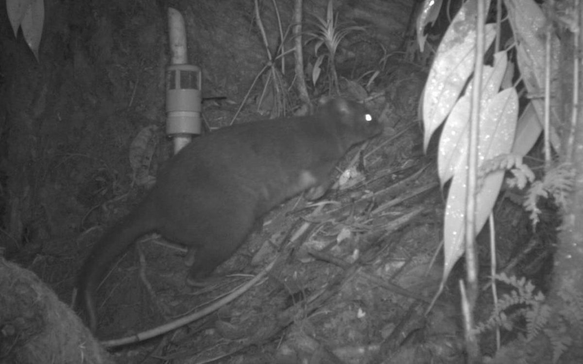 New species of mammal 'uncovered in Papua New Guinea' forest